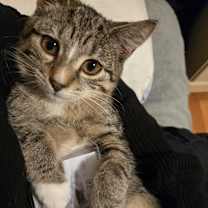 Thumbnail photo of Synyster #4