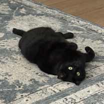 Thumbnail photo of Jasmine #1