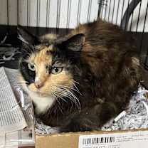 Thumbnail photo of Calliope #1