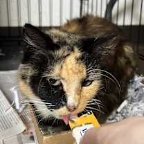 Thumbnail photo of Calliope #2