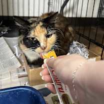 Thumbnail photo of Calliope #3