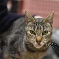 Thumbnail photo of Sapphire #3