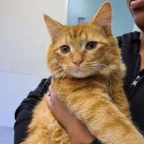 Thumbnail photo of Mango #3