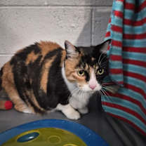 Thumbnail photo of Alley #2