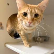 Thumbnail photo of Tommy #1