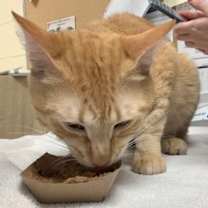 Thumbnail photo of Tommy #2