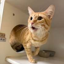 Thumbnail photo of Tommy #3