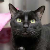 Thumbnail photo of Sirius #1