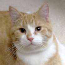 Thumbnail photo of Playful #1