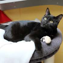 Thumbnail photo of Buzzy Bee #2