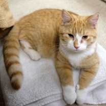 Thumbnail photo of Playful #2