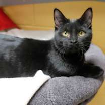 Thumbnail photo of Buzzy Bee #3