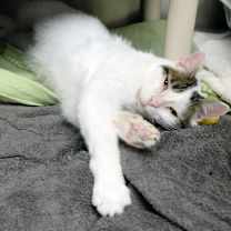 Thumbnail photo of Bixby #2