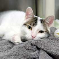 Thumbnail photo of Bixby #3