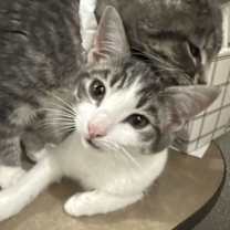 Thumbnail photo of Roo #1