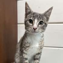 Thumbnail photo of Tigger #1