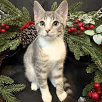 Thumbnail photo of Tigger #2