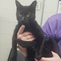 Thumbnail photo of Annabelle #2