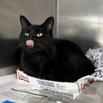 Thumbnail photo of Annabelle #3