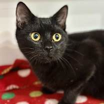 Thumbnail photo of Vader [Foster Home] #2