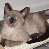 Thumbnail photo of Root Beer #1