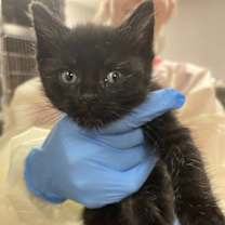 Thumbnail photo of Chilly #2