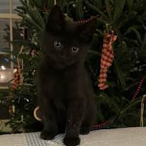 Thumbnail photo of Chilly #3