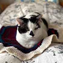 Thumbnail photo of Steel (The BIG Lebowski) #1