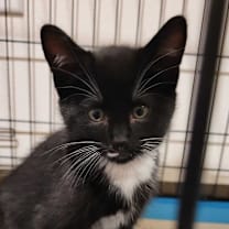 Thumbnail photo of Gru #1