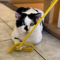 Thumbnail photo of Steel (The BIG Lebowski) #3