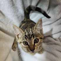 Thumbnail photo of Enid #1