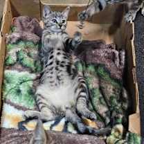 Thumbnail photo of Enid #2