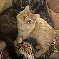 Thumbnail photo of Kosmo #2