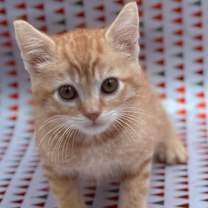 Thumbnail photo of Chestnut #1