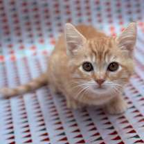 Thumbnail photo of Chestnut #3