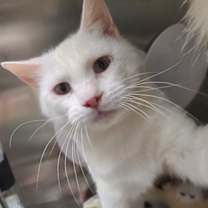 Thumbnail photo of Olaf #1