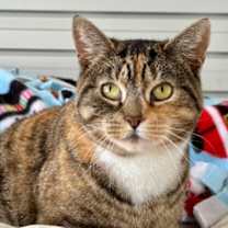 Thumbnail photo of Gracie #1