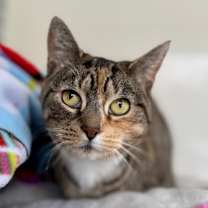 Thumbnail photo of Gracie #3