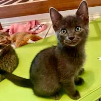 Thumbnail photo of Pacey (pre adopt) #2