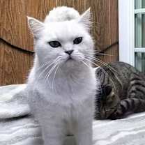 Thumbnail photo of Bo Bo #1