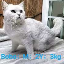 Thumbnail photo of Bo Bo #2