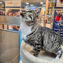 Thumbnail photo of Jeanie Beanie #1