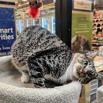 Thumbnail photo of Jeanie Beanie #2