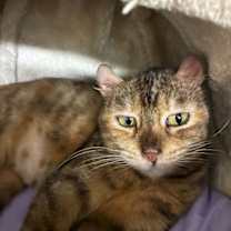 Thumbnail photo of Reiko- available 12/18 #1