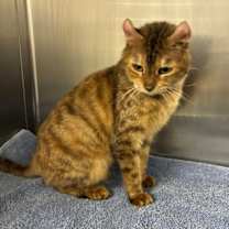 Thumbnail photo of Reiko- available 12/18 #3