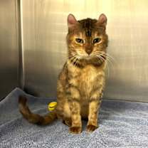 Thumbnail photo of Reiko- available 12/18 #4