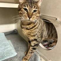 Thumbnail photo of Ambrose - available 12/18 #1