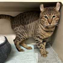 Thumbnail photo of Ambrose - available 12/18 #3