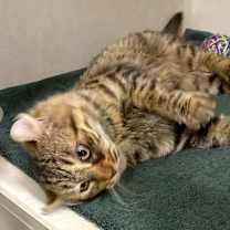 Thumbnail photo of Saki - available 12/18 #4