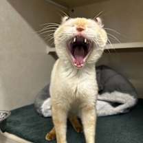 Thumbnail photo of Ziya - available 12/18 #1